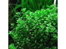 Bacopa monieri