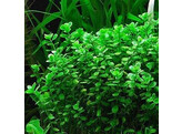 Bacopa monieri