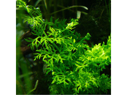 Ceratopteris cornuta  big leaves 