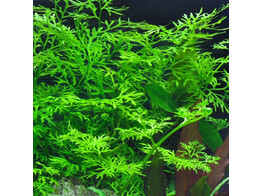 Ceratopteris thalictroides  fine 