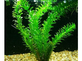 Egeria densa