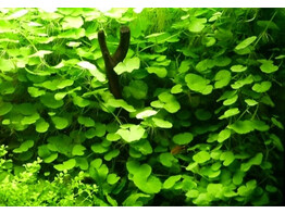 Hydrocotyle leucocephala