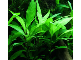 Hygrophila corymbosa