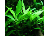 Hygrophila corymbosa
