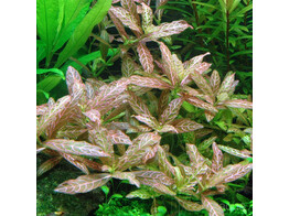 Hygrophila polysperma Rosanervig
