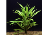 Hygrophila salicifolia