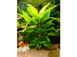 Hygrophila siamensis