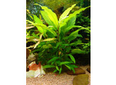 Hygrophila siamensis