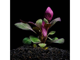 Lobelia cardinalis