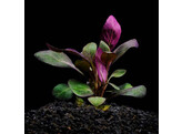 Lobelia cardinalis