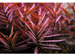 Ludwigia arcuata