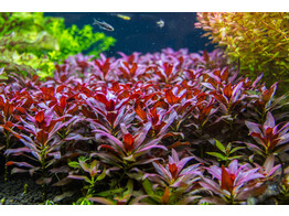Ludwigia glandulosa