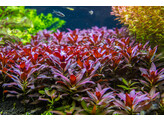 Ludwigia glandulosa