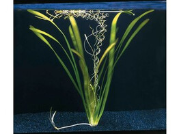 Vallisneria selection B 
