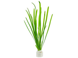 Vallisneria spiralis B 