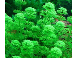 Limnophila sessiliflora