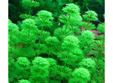 Limnophila sessiliflora