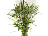 Eusteralis stellata grof