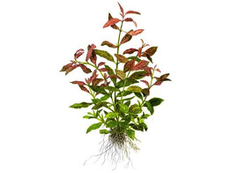 Hygrophila polysperma Rosanervig