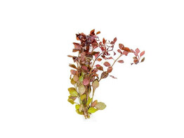 Ludwigia sp. Mini red