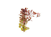 Ludwigia sp. Mini red
