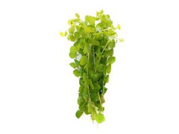 Lysimachia aurea  yellow 
