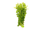 Lysimachia aurea  yellow 