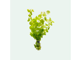 Lysimachia nummularia  green 