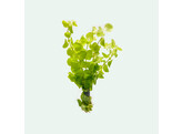 Lysimachia nummularia  green 