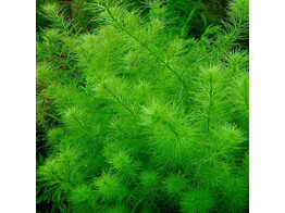 Myriophyllum brasiliensis