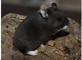Russische hamster zwart man
