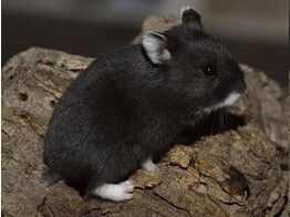 Russische hamster zwart beide geslachten