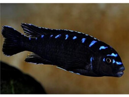 PSEUDOTROPHEUS ELONGATUS NEON SPOT 3