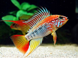 APISTOGRAMMA VIEJITA II XL