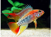 APISTOGRAMMA VIEJITA II XL