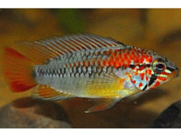 APISTOGRAMMA MACMASTERI 3-4
