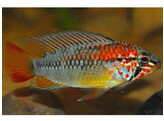 APISTOGRAMMA MACMASTERI 3-4
