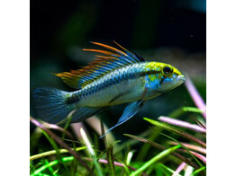 APISTOGRAMMA TRIFASCIATUM XL