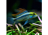 APISTOGRAMMA TRIFASCIATUM XL