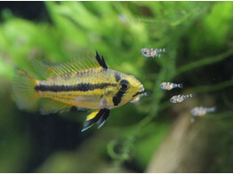 APISTOGRAMMA CACATUOIDES ORANGE female 2 5-3