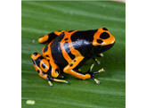 Dendrobates leucomelas Puerto Ayacucho Nakweek / Elevage S-M