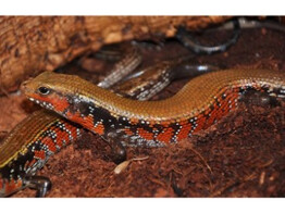 Lepidothyris fernandi Fire Skink Nakweek / Elevage  L