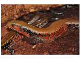 Lepidothyris fernandi Fire Skink Nakweek / Elevage  L