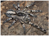 Poeciliteria regalis Ornated Tree Tarantula Nakweek / Elevag