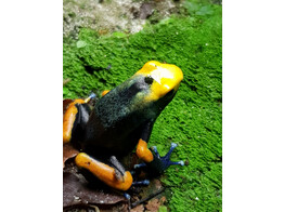 Dendrobates tinctorius Tumucumaque Nakweek / Elevage S-M