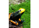 Dendrobates tinctorius Tumucumaque Nakweek / Elevage S-M