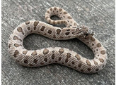 Heterodon nasicus Hognose Snake Arctic Conda Nakweek / Eleva