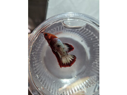 Betta splendens Male Star Tail SHOW L