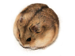 Campbelli hamster beide geslachten