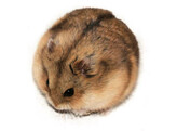 Campbelli hamster beide geslachten